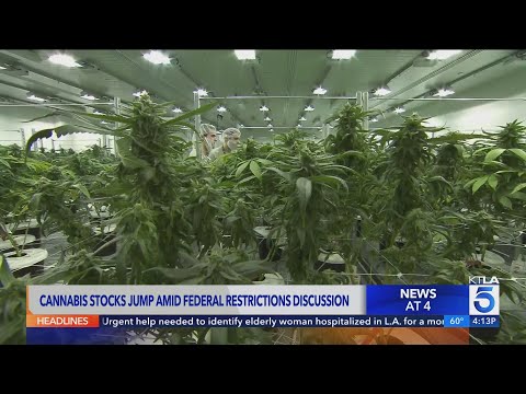 Cannabis shares skyrocket on declassification report