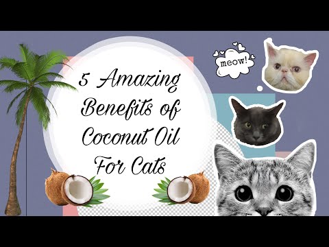 COCONUT OIL FOR CATS
