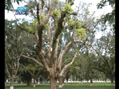 হারিয়ে যাচ্ছে ঐতিহাসিক মুজিবনগরের আম্রকাননের গাছগুলো | ETV News