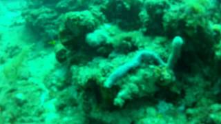 West Palm Beach, FL - Diving "The Corridor" and "Dive-O-Rama"