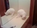 сумасшедшая кошка ) 
