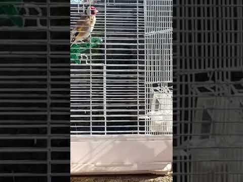 fantastic British goldfinch singing