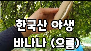 한국산 야생 바나나를 아시나요?(으름)~~~ #으름 #얼음 #한국산야생바나나