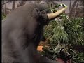 Classic Sesame Street A Home For Stinky