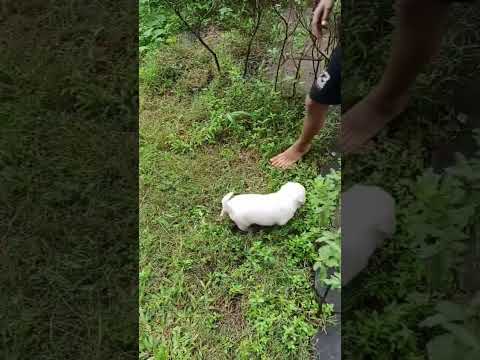 cute dog video #labrador #puppy #punjabisong #newsong