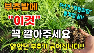 부추 이렇게 해주면 굵은 부추 무한리필 풀 걱정도 없고 수확도 빨라요 #부추농사 #3월에심는작물