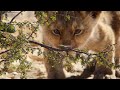 The Lion King 2019 Simba Finds His Roar I 4K Ultra HD