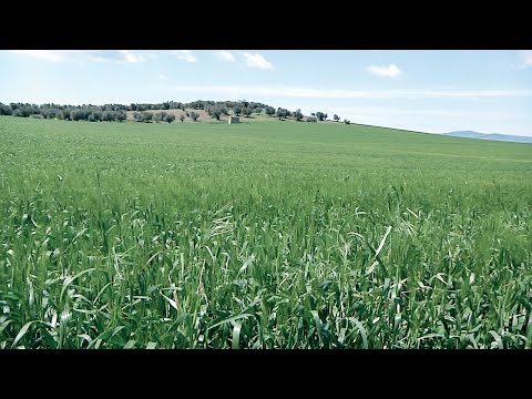 download lagu mp3 mp4 From What Kind Of Wheat Are Most Pastas Made, download lagu From What Kind Of Wheat Are Most Pastas Made gratis, unduh video klip From What Kind Of Wheat Are Most Pastas Made