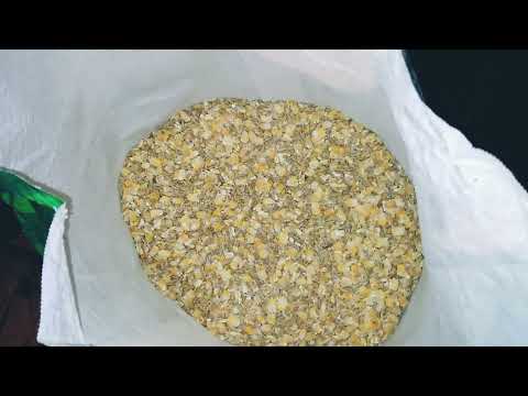 What We Feed: Old Goats & All Chickens