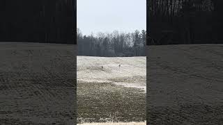Mated pair of Sandhill cranes