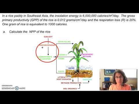 APES Ecosystem Energy Problems Part a & b