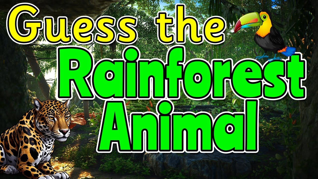 GUESS THE RAINFOREST ANIMAL QUIZ 🦧🦜🐆 Miss Ellis