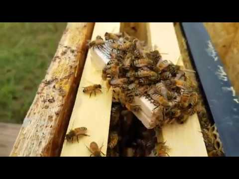 How to tell if hive will accept new mated queen I demonstrate how