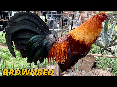 Brownred Melsim Larry Romero Albany JORGE FARM Hawaii - Beautiful Birds Farm Visit