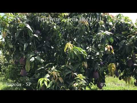 download lagu mp3 mp4 Manga Palmer, download lagu Manga Palmer gratis, unduh video klip Manga Palmer