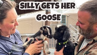 HAPPY HOPPY GOOSE ADOPTION - NOPE NOT THAT GOOSE - HOMESTEADING ALASKA