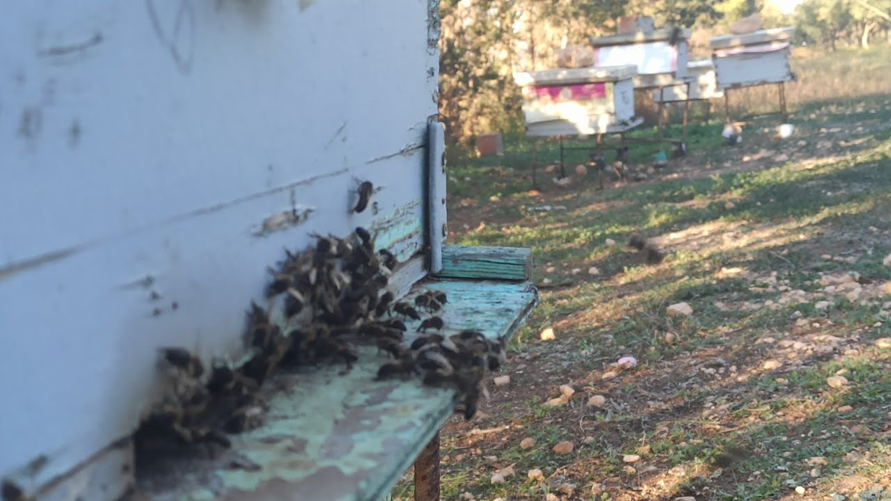 الجزائر مباشر تربية النحل 2025/11/02