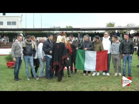 2nd Place N.106 GR MARVEL - Arezzo 2015 - Senior Stallions Championship (Class 20)