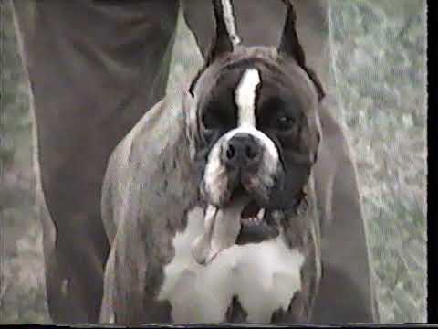 1994 - Klubshow Germany Pilsting + Italian Jaressieger 1994!!!