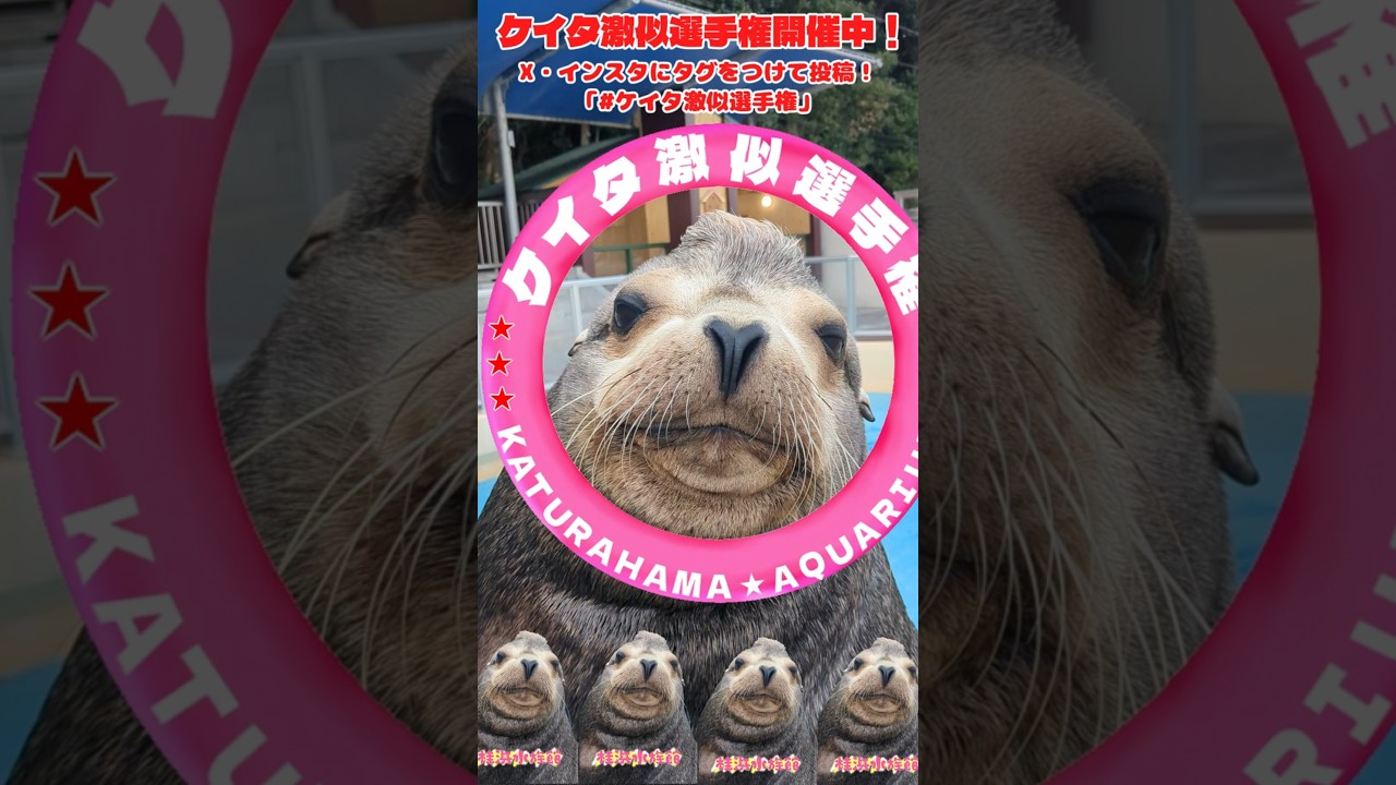 ケイタ激似選手権あそびかた