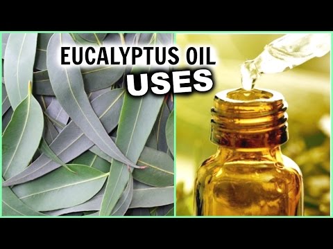 Eucalyptus Oil Uses for Hair Growth