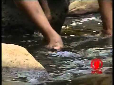 Taddalaa Gammachuu   Baallamii (Oromo Music)