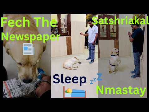 | Intelligent breed |