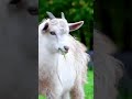 Nom Nom Sound Goat Funny Video Viral Trending Shortsfeed