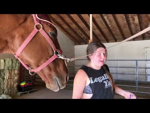 download lagu mp3 mp4 Sunshine Stables, download mp3 Sunshine Stables free downloadn, video klip Sunshine Stables