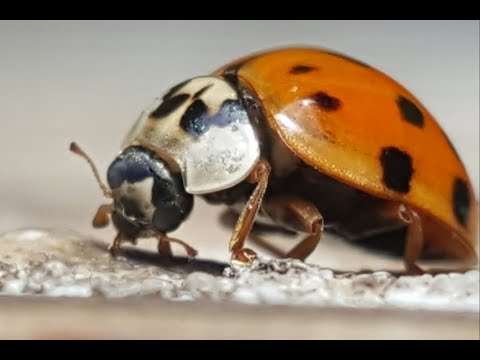 GESPRÄCHE MIT GOTT - Band 3 - Teil 7/9 von N. D. Walsch