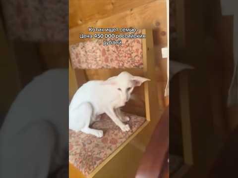 Чувствую не найдет. Автор видео: @oriental.kittens  #комментарии #юмор #шуточное