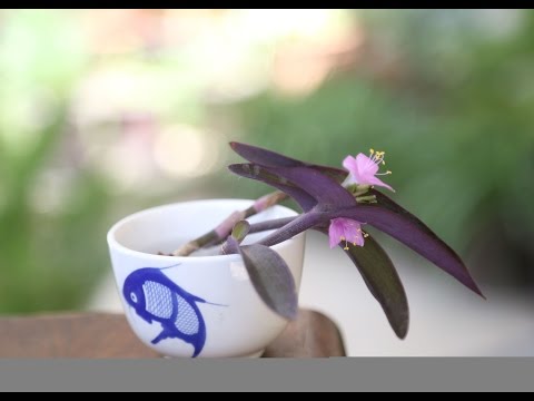 Propagating Purple Heart From Cuttings-Information about Care and Maintenance Video