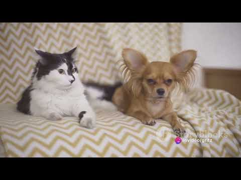 Cat vs Dog: Anime Action Comedy