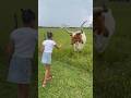 Dad catches daughter feeding a cow for the first time #shorts