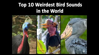 Download lagu 10 Suara Burung Teraneh yang Terdengar Tidak Nyata mp3
