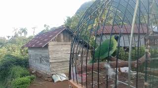 Download lagu suara pikat cucak daun mini/suara memanggil burung daun liar mp3