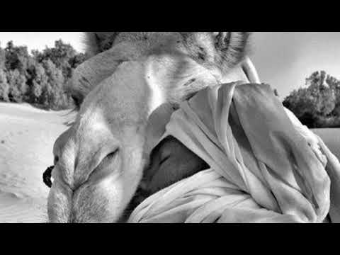 Mosavo - Mystic  Caravan