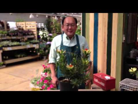 フォラデンドロンについて詳しく解説