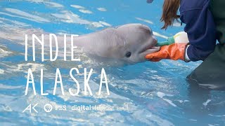 First Rehabilitated Cook Inlet Beluga Calf | INDIE ALASKA