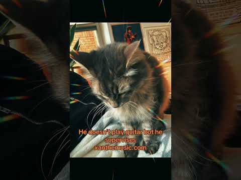 #cuteanimals #catlove #catvibes #petsintheprocess #wholesomecontent #fyp #foryou #foryoupage