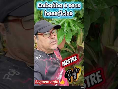 #Embaúba e seus #beneficios #Medicinais @sobrenaturalmarabo4392 @PajéComédia
