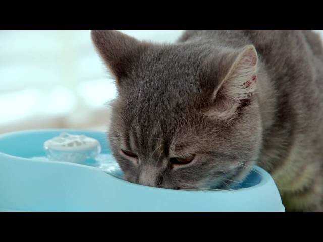مشربيه قطط وكلاب كهربائيه مع فلتر 2لتر اخضر(فيديو)