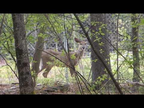 A Deer & others in Maynard, MA