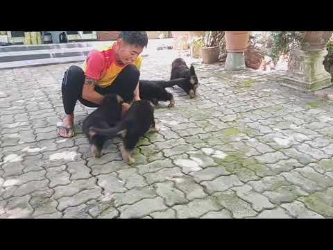 Mio Team Huhnegrab x Utha vom Messina Boys 45 Days