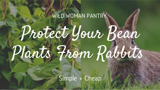 Inexpensive Way to Protect Bean Plants From Rabbits ~ DIY Quick Tip ~ Garden Barrier to Stop Rabbits