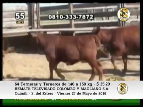 Venta de Terneros/as - Remate Televisado COLOMBO Y MAGLIANO S.A. - 27-05-16