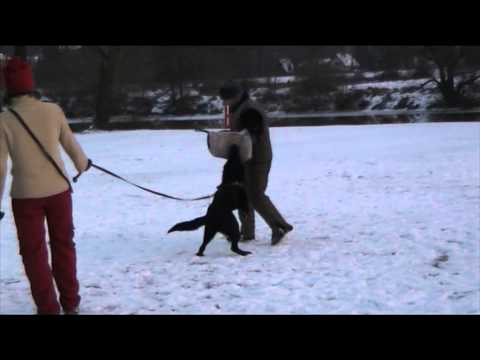 Ackey Levemar - protection 12/2012 6 months