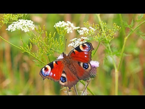 Grupul Iehova Nisi - Cand sunt mic