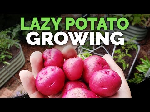 Seed Potatoes 101 How To Prepare Potatoes For Planting