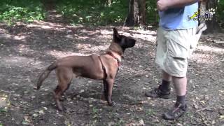 Dog training | How to teach a puppy a command Bark